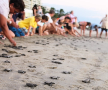 *Turtle Hatching + 3 Palos Lagoon Boat Ride & Crocs Farm