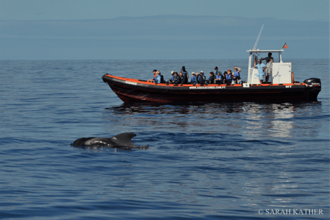 Insel Pico: Azoren Wal- und Delfinbeobachtung mit dem Zodiacboot