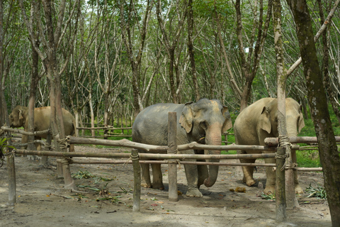 Khao Lak: Highlights mit Tempel-, Schildkröten- und ElefantentourenKhao Lak: Highlights mit Tempeln, Schildkröten und Elefanten-Touren