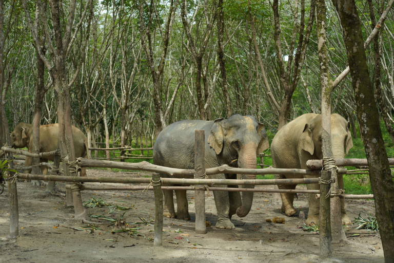 Khao Lak: Highlights mit Tempel-, Schildkröten- und ElefantentourenKhao Lak: Highlights mit Tempeln, Schildkröten und Elefanten-Touren