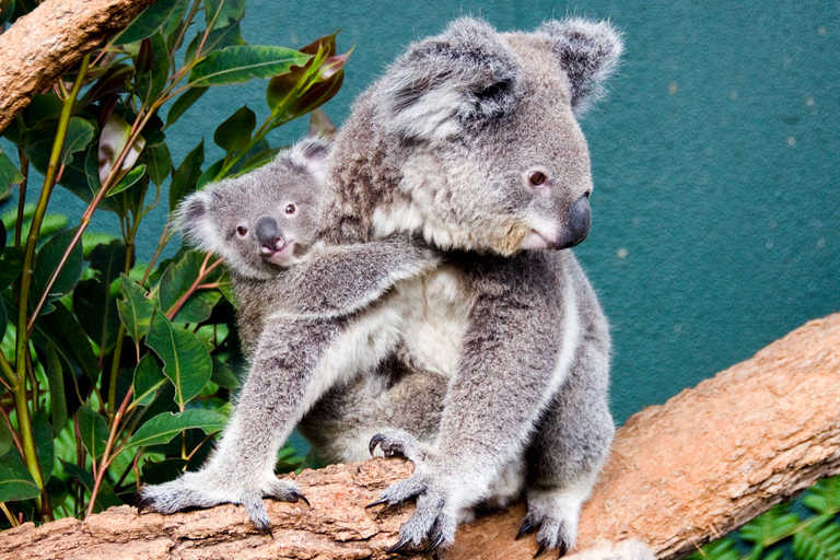 Breakfast with Koalas at WILD LIFE Zoo Darling Harbour