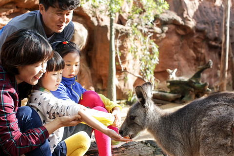 Breakfast with Koalas at WILD LIFE Zoo Darling Harbour