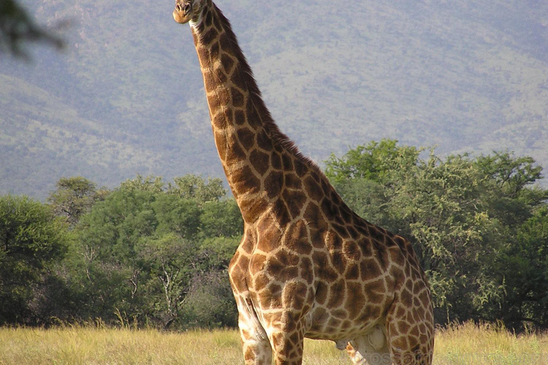 Maputo: 2-Day Hlane National Park Adventure