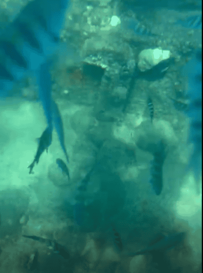 Clear Kayak Shipwreck and Sea Turtle Guided Tour
