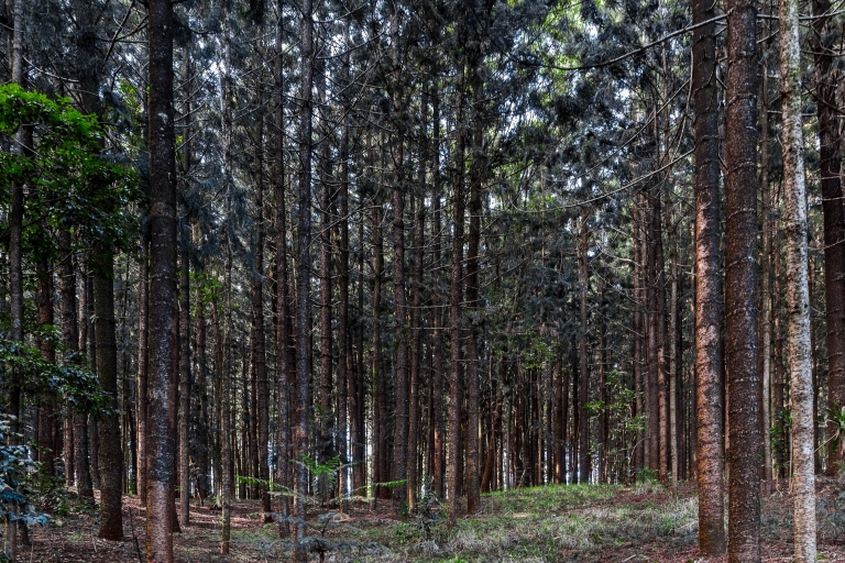 Von Nairobi: Karura Forest Nature Trail