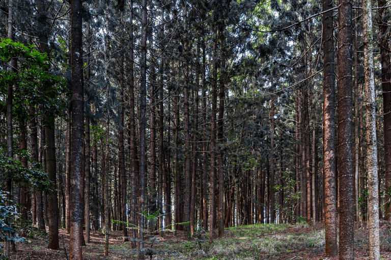 De Nairóbi: Trilha natural da floresta de KaruraDe Nairobi: Trilha Natural da Floresta Karura