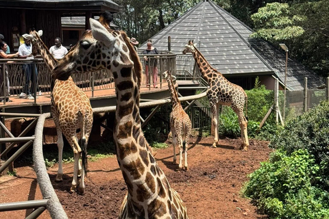 Nairobi: National Park, Giraffe Center, & Elephant Tour
