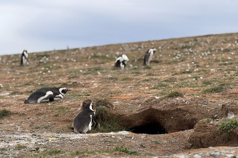 Magdalena Island Natural Monument Tour