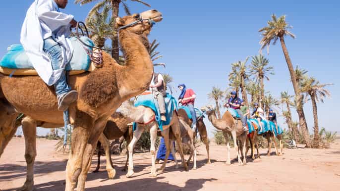 marrakech rock desert and palm grove camel ride with tea