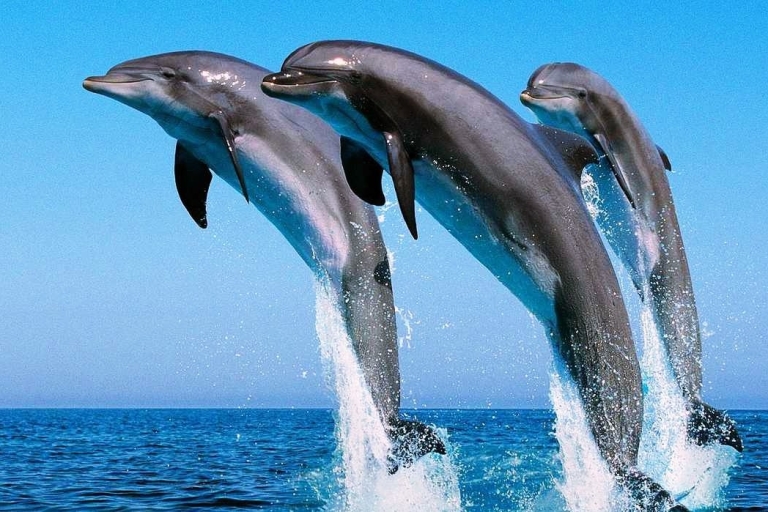 Baie de Makadi : Tour en bateau pour l'observation des dauphins avec visite privéeObservation des dauphins en bateau rapide et plongée en apnée avec transfert