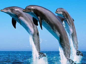 Hurghada: Schwimmen mit Delfinen, Schnorcheln & Mittagessen Hurghada: Schwimmen mit Delfinen, Schnorcheln & Mittagessen