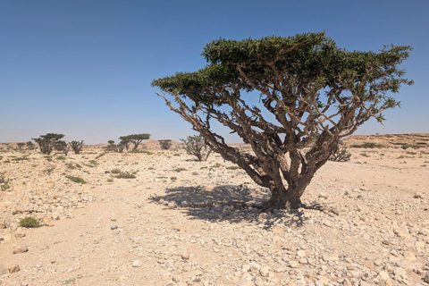 Salalah: Private City Tour — Half or Full Day Half day - Coach (21-45 guests)