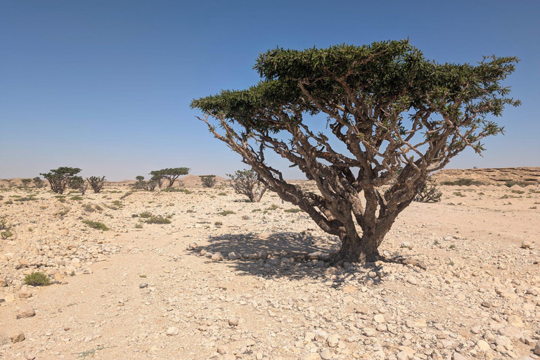 Salalah: Private City Tour — Half or Full Day Half day - Coach (21-45 guests)