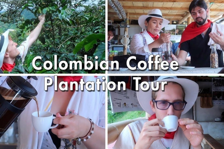 De la Granja a la Taza: El Tour Definitivo del Café