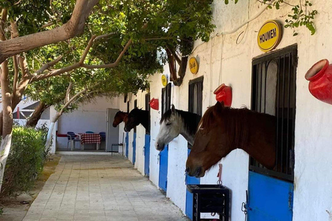 Hammamet : Paardrijden op het strand