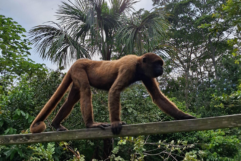 Iquitos: Dia inteiro de visita à Ilha dos Macacos (Oficial)