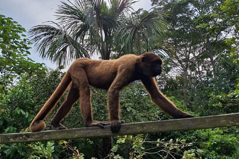 Iquitos: Heldag | Besök på Monkey Island (Officiell)