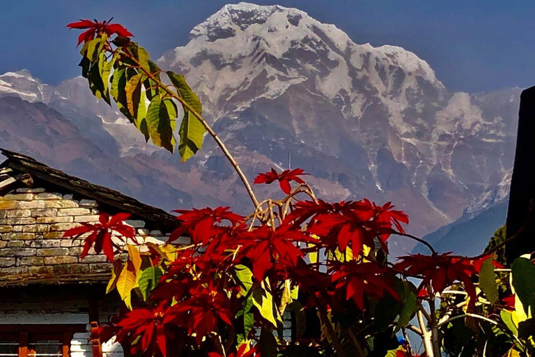 Katmandu: Rapid Ghorepani Poon Hill Trek med guide