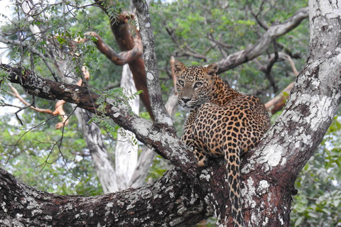 Yala National Park Private Safari Tour from Colombo/Kalutara (All Inclusive) Pick up from Colombo/Negombo/Katunayake