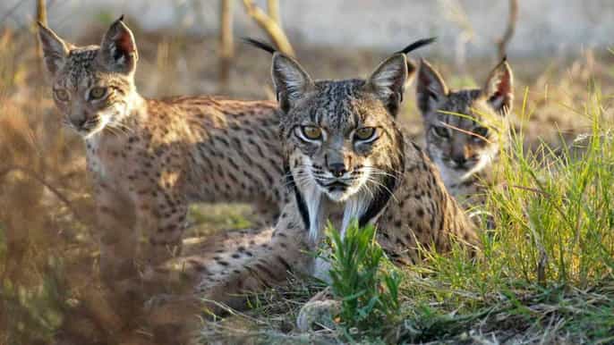 from seville doñana national park 4wd tour