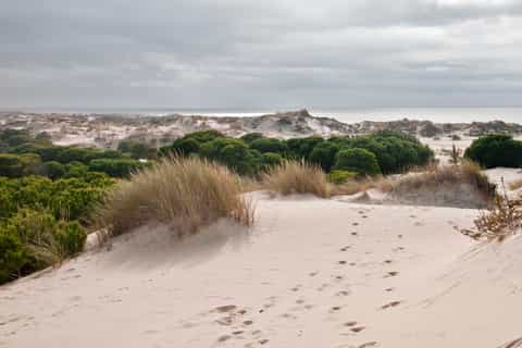 From Seville: Doñana National Park 4WD Tour