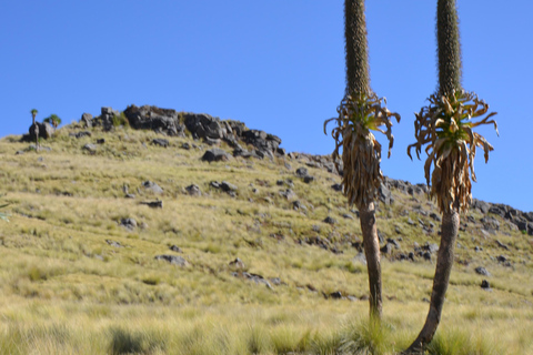Gondar: Simien Mountains 4-Day Trek with Guide