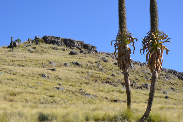 Gondar: Simien Mountains 4-Day Trek with Guide