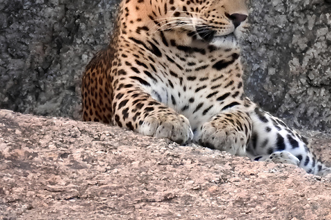 贾瓦伊：猎豹巡游与野生动物探秘之旅贾瓦伊：豹猎游与野生动物体验
