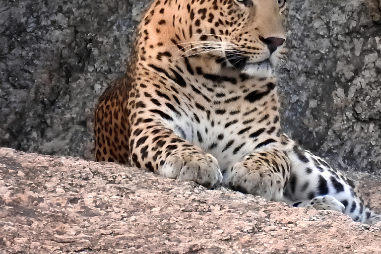 贾瓦伊：猎豹巡游与野生动物探秘之旅贾瓦伊：豹猎游与野生动物体验