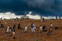 Tour de pingüinos de la isla Magdalena en bote desde Punta Arenas - Housity