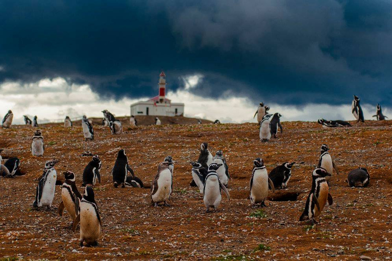 Tour en bateau des pingouins de l'île de Magdalena depuis Punta ArenasDepuis Punta Arenas : visite en bateau de l'île Magdalena