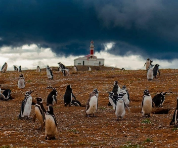 Pinguïnrondleiding op Magdalena-eiland per boot vanuit Punta Arenas