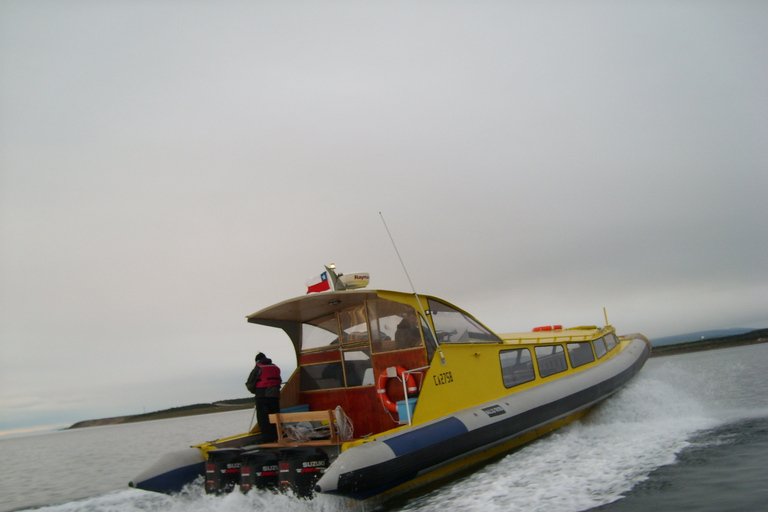 Tour en bateau des pingouins de l'île de Magdalena depuis Punta ArenasDepuis Punta Arenas : visite en bateau de l'île Magdalena