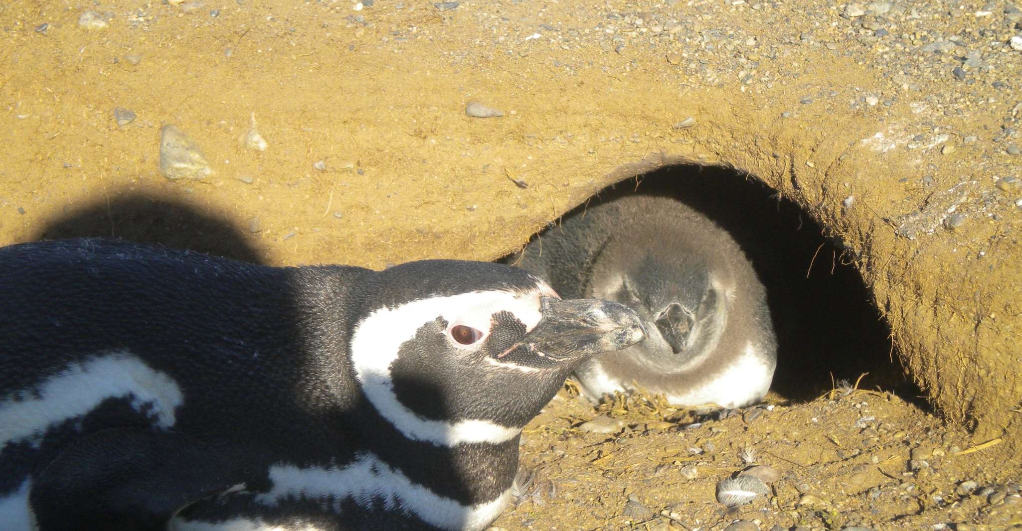 Magdalena Island Penguin Tour by Boat from Punta Arenas - Housity
