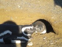 Magdalena Island Penguin Tour en bateau depuis Punta Arenas - Housity