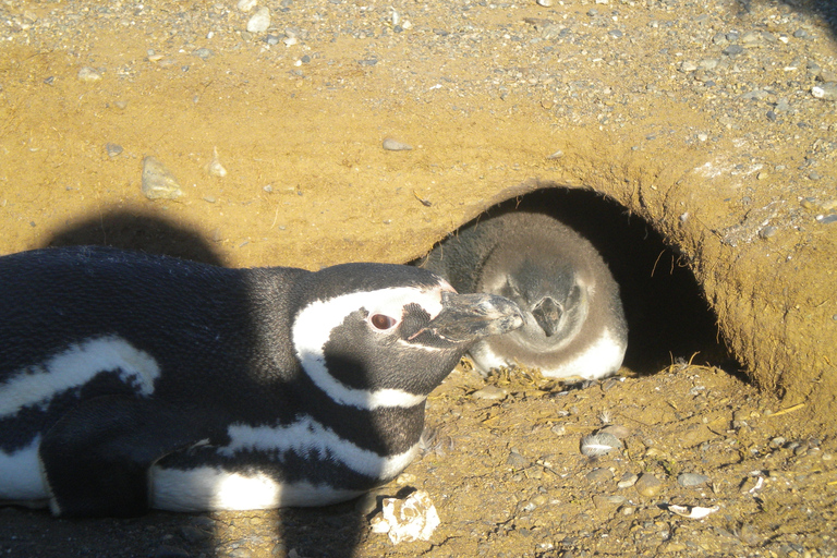 Tour en bateau des pingouins de l'île de Magdalena depuis Punta ArenasDepuis Punta Arenas : visite en bateau de l'île Magdalena