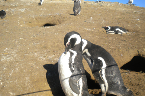 Tour en bateau des pingouins de l'île de Magdalena depuis Punta ArenasDepuis Punta Arenas : visite en bateau de l'île Magdalena