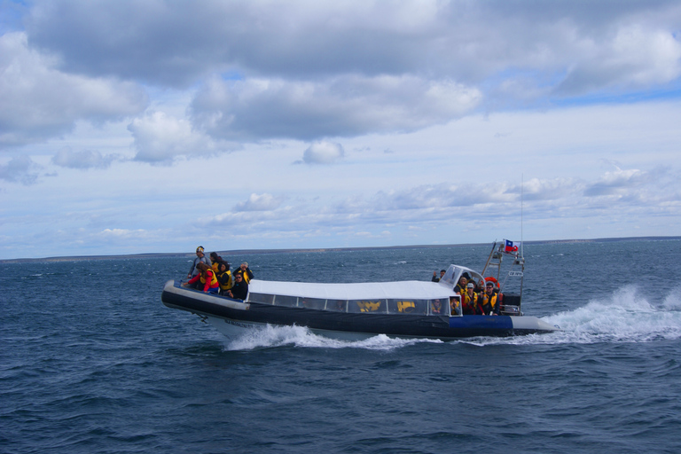 Tour en bateau des pingouins de l'île de Magdalena depuis Punta ArenasDepuis Punta Arenas : visite en bateau de l'île Magdalena