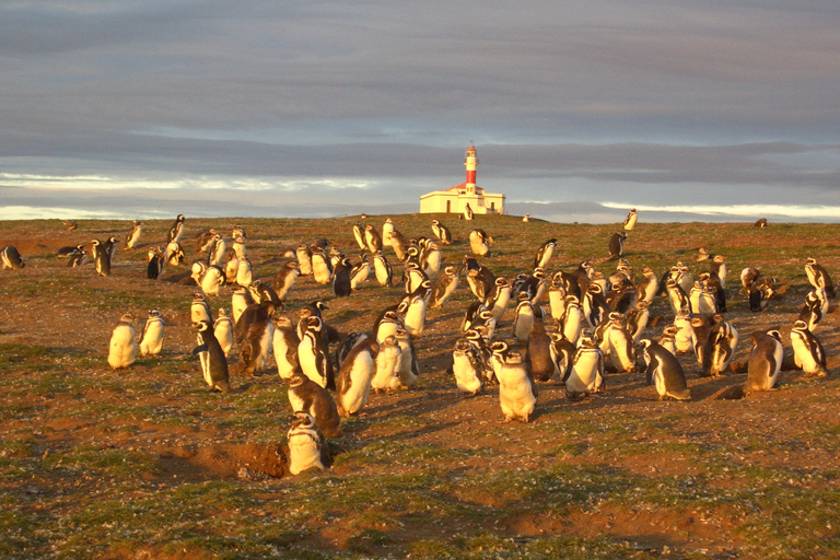 Tour en bateau des pingouins de l'île de Magdalena depuis Punta ArenasDepuis Punta Arenas : visite en bateau de l'île Magdalena