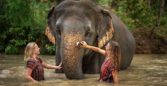 Phuket: Elephant Jungle Sanctuary Halbtagesbesuch mit Mahlzeit