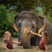 Phuket: Elephant Jungle Sanctuary Half-Day Visit with Meal Phuket: Elephant Jungle Sanctuary Half-Day Visit with Meal