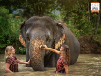 Phuket: Olifanten Jungle Heiligdom Halve Dag Bezoek met Maaltijd