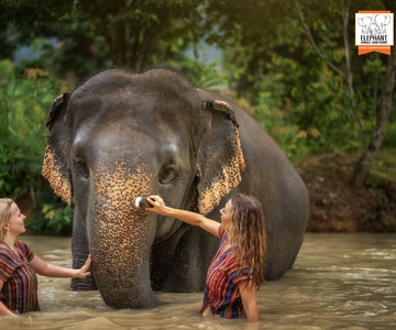 Phuket: Elephant Jungle Sanctuary Halvdagsbesøg med måltid