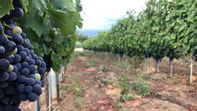 Frascati Wine Road from Rome: Tasting &amp; Lunch