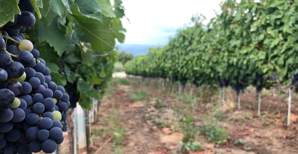 Frascati Weinstraße von Rom aus: Verkostung & Mittagessen