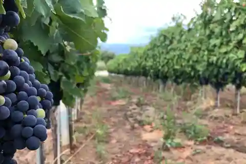 Frascati Wijnroute vanuit Rome: Proeverij & Lunch