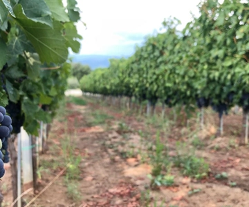 Frascati Wine Road from Rome: Tasting & Lunch