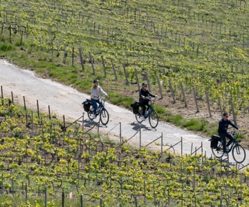 Från Reims: Champagne-e-cykeltur på eftermiddagen