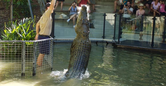 Kuranda & Hartley&#39;s Crocodile Adventures