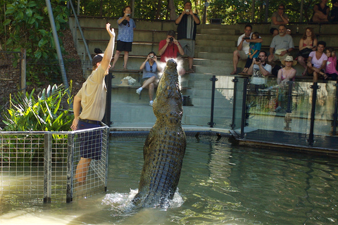 Aventuras de cocodrilos en Kuranda y Hartley